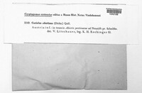 Trichaptum abietinum image